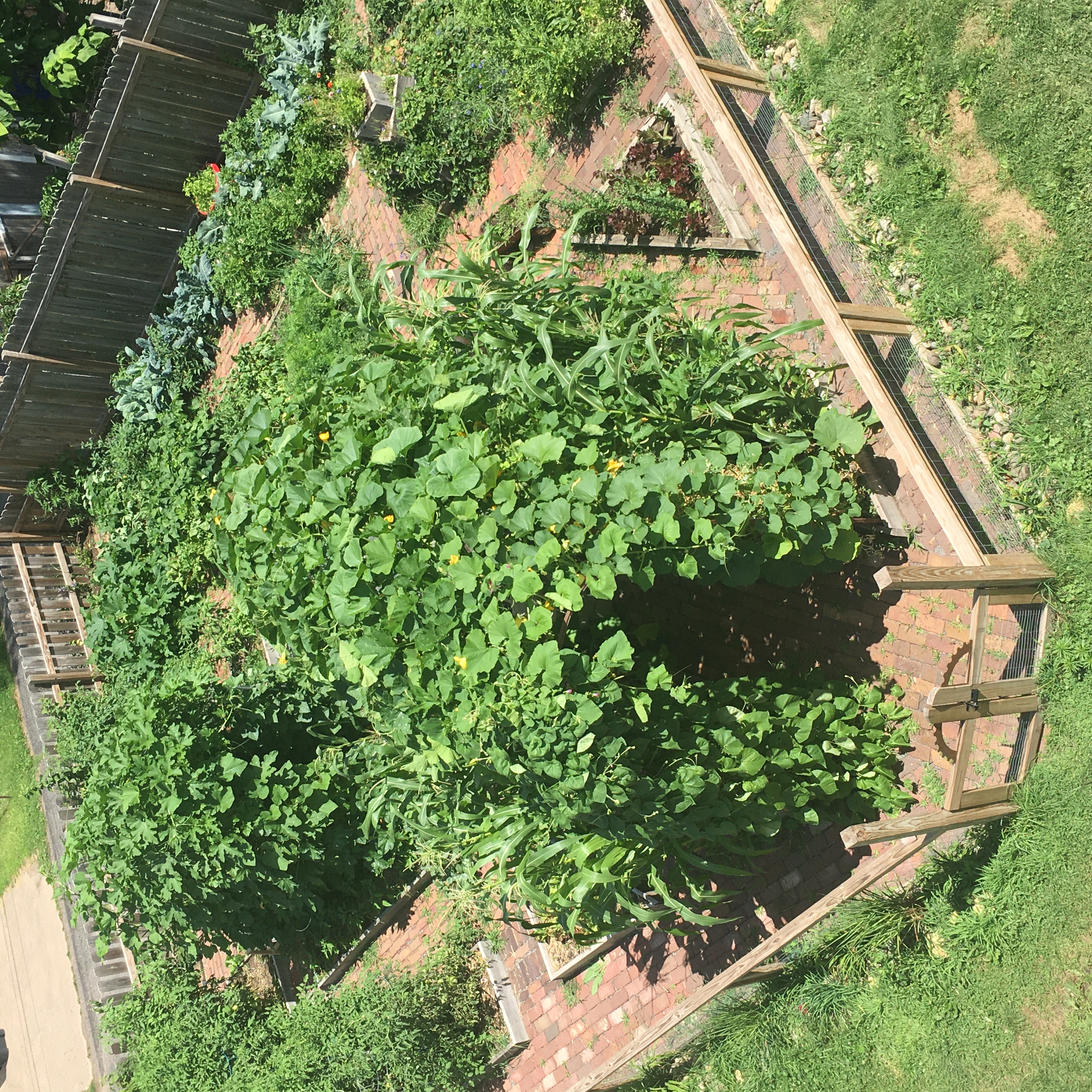 The “Jungle Garden”, aka my 3rd child in the summer